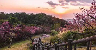 Okinawa sous les cerisiers