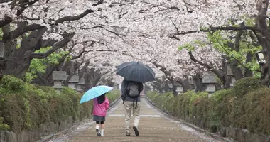 Dankazakura (Kamakura)