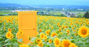 Nayoro Himawari Batake