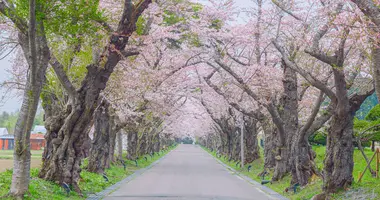 Sakura d'Hokkaido