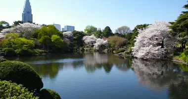 Particulièrement apprécié, le jardin de Shinjuku attire les japonais, les touristes et les photographes pendant toute la fleuraison des cerisiers.