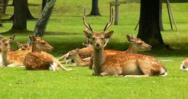 The Nara Park