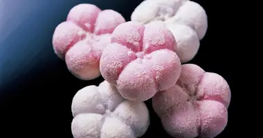 Pâtisserie Murakami