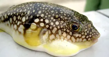 Par réflexe défensif, le fugu se gonfle lorsqu'il se sent attaqué.