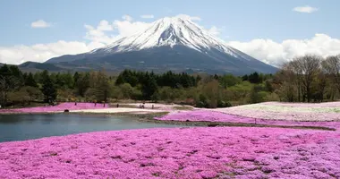 Festival Shibazakura al pie del Monte Fuji.