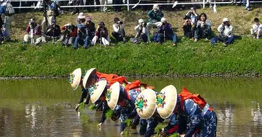 Otaue Festival