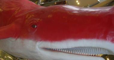 La ballena roja gigante del HEP Five.