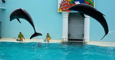 Dolphins are the stars of Park aquatic life Suma (Kobe)