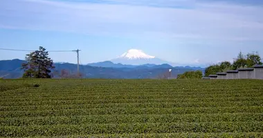 Mont fuji et thé