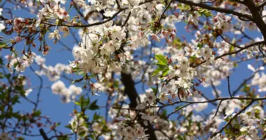 Kirschblüten im Frühling