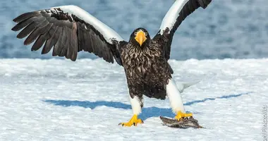 Le roi des aigles agrippant son repas