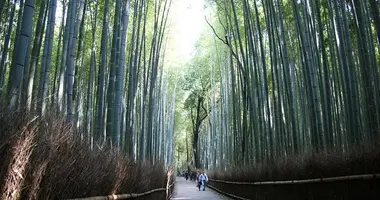 Les chemins de la bambouseraie d'Arashiyama