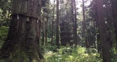 Le plus vieux cèdre, entouré d’une corde sacrée et baptisé Jiji-sugi, aurait plus de 1 400 ans.