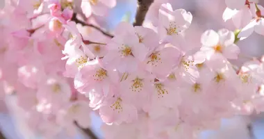 Cerezos en flor en Tokio