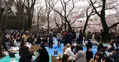  Hanami in a park in Mitaka, Tokyo.