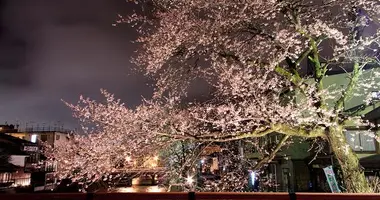 Fleurs de cerisiers de Takayama