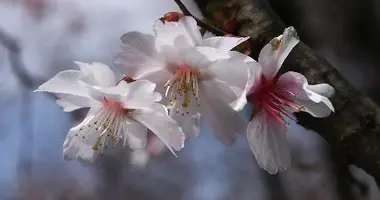 Une espèce de cerisier très rare, le yae-mamezakura