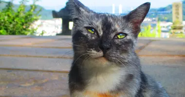 Petit chat près du sentier étroit des chats à Onomichi