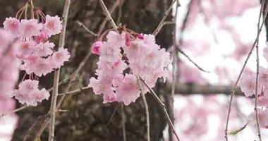 Fleurs de cerisiers à Nikkô