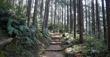 Les chemins historiques de Kumano Kodo à travers la forêt