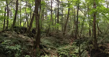 foret aokigahara