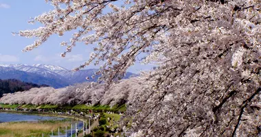 Le tunnel de Sakura