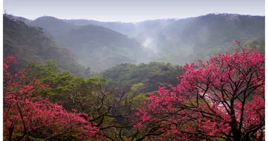 Cerisiers de Taïwan au mont Yaedake, Okinawa