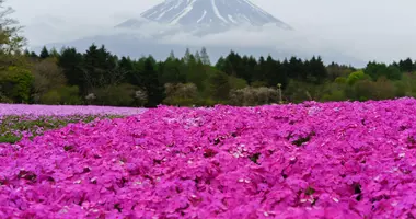 Fuji Shibazakura Matsuri