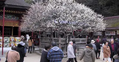 Tobiume du Dazaifu Tenmangû