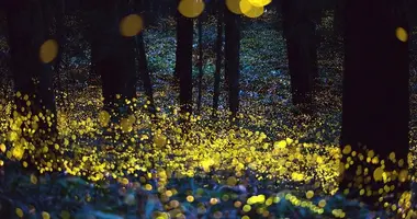 Où admirer les lucioles près de Tokyo