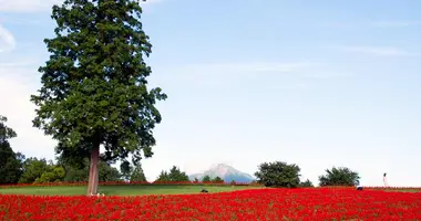 Japan Visitor - tottori_flower_park_6.jpg