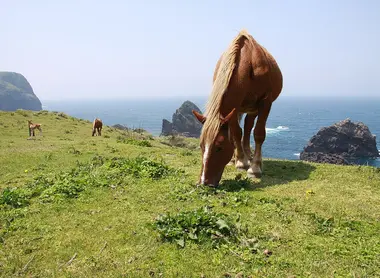 Horses at Kuniga coast, Nishinoshima