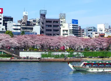 La rivière Sumida bordée de cerisiers en fleurs à Tokyo