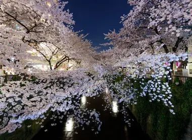 Cherry blossom "Sakura" in Meguro, Tokyo