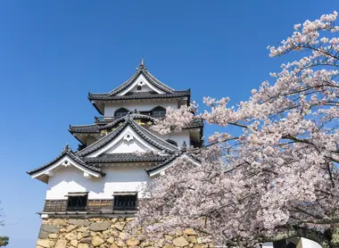 Hikone Castle built in 1622, a popular spot for its cherry blossoms