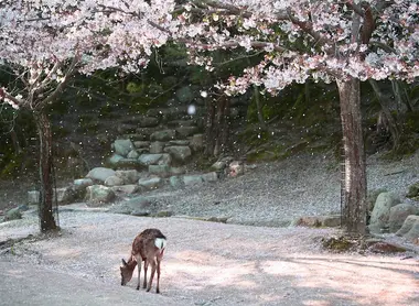 Itsukushima Itsukushima