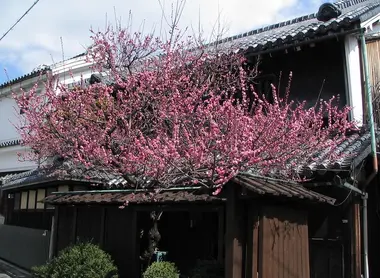 Kyoto Kyoto
