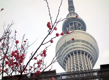 Skytree Skytree