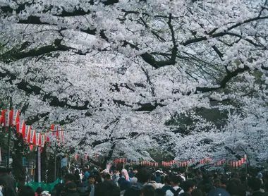 Hanami