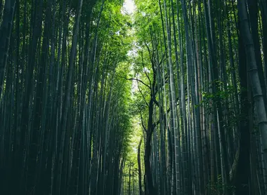 Bosque de bambú en Arashiyama, Tokio