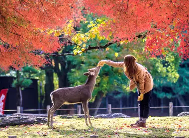 Let's feed natural deers in Nara Park!