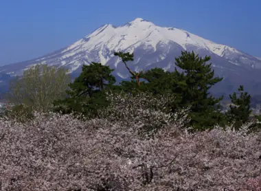 Hirosaki view with Mount Fuji and sakura 
