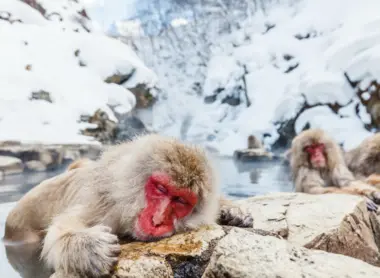 Singes dans l'eau au parc Jigokudani Singes dans l'eau au parc Jigokudani