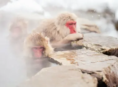 Singes dans l'eau au parc Jigokudani Singes dans l'eau au parc Jigokudani