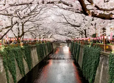 Hanami à Nakameguro rivière de Nakameguro sous les sakura