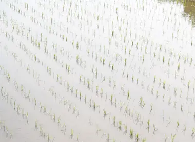 Freshly planted rice by the brewery