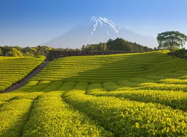 Mount Fuji Tea fields