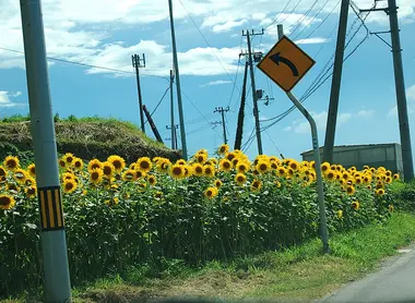 Sunflowers fields in Owaji Sunflowers fields in Owaji