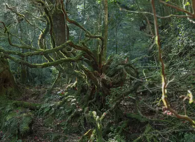 Forêt de Yakushima