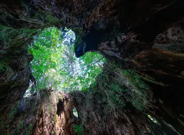 Souche en forme de coeur dans la forêt de Yakushima
